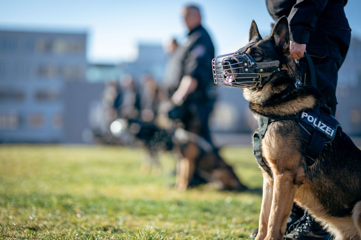 Guía profesional junto a un perro de trabajo K9