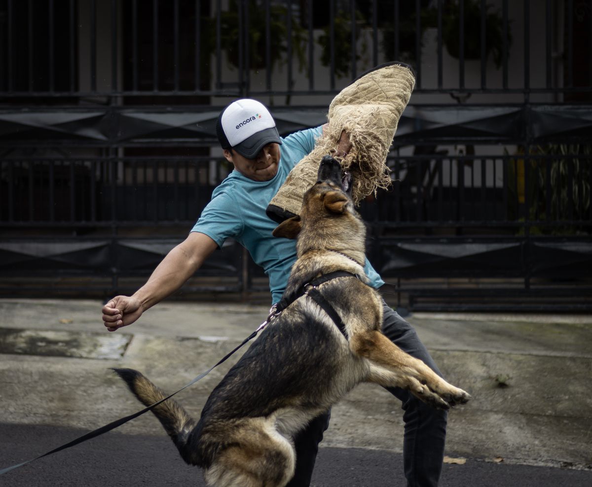 Entrenamiento de protección con perro pastor